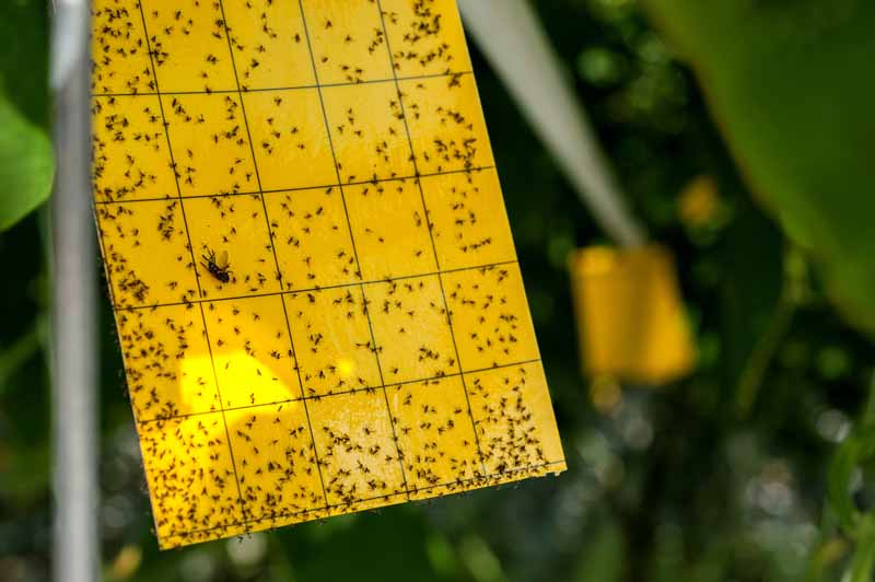Una imagen horizontal de primer plano de una trampa pegajosa amarilla utilizada para controlar las poblaciones de insectos en el jardín o el invernadero.