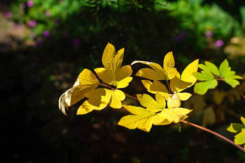 Una imagen horizontal de primer plano del follaje de una planta de corazón sangrante que se ha vuelto amarilla en otoño fotografiada bajo la luz del sol en un fondo de enfoque suave.