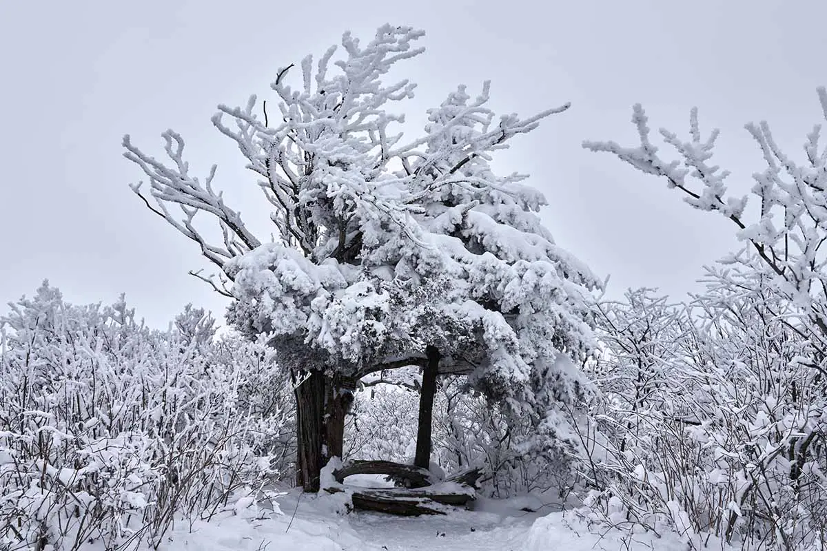 Una imagen horizontal de un tejo cubierto por una gran capa de nieve en un paisaje invernal.