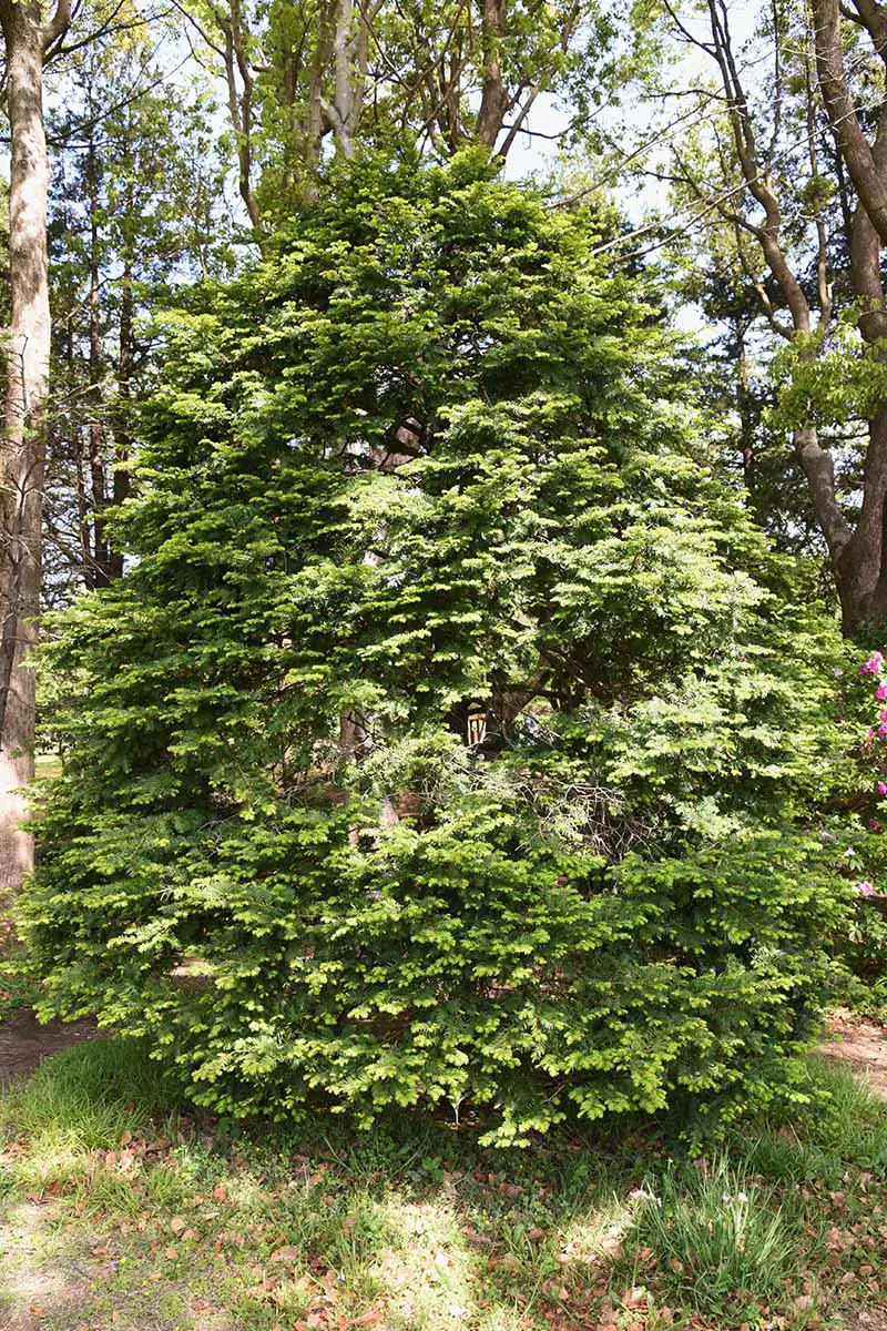 Una imagen vertical de un tejo japonés (Taxus cuspidata) que crece en un bosque.