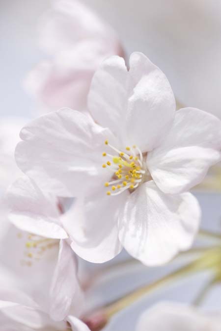 Primer plano de una flor de cerezo rosa pálido 'Yoshino', con polen amarillo sobre anteras blancas.