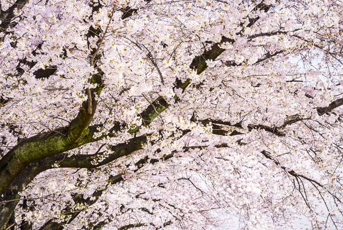 Cerezo Yoshino en flor, cubierto de flores en un tono rosa pastel muy pálido.