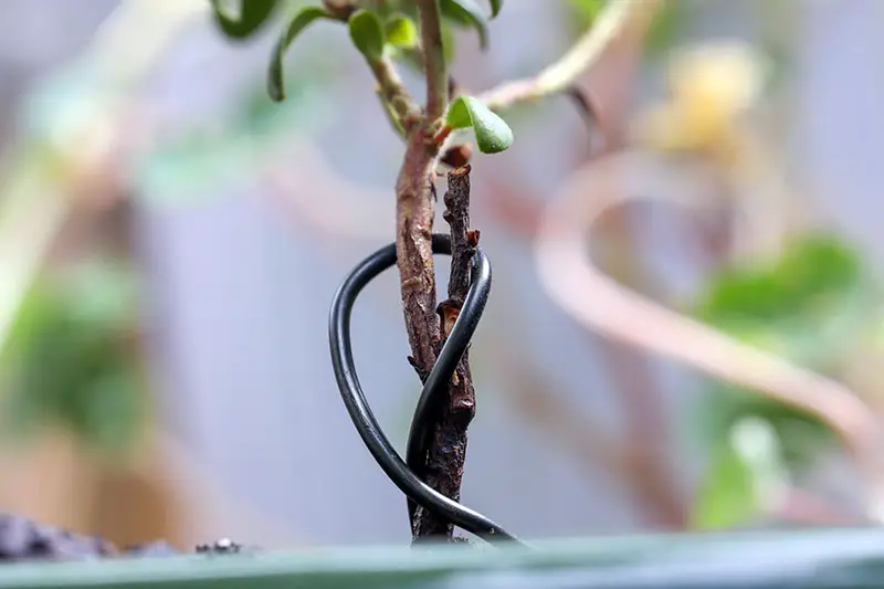 Una imagen horizontal de primer plano de un trozo de alambre envuelto alrededor del tallo de un árbol para ayudar a entrenarlo en forma de bonsái.