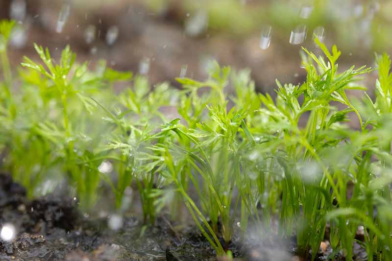Un primer plano de pequeñas plántulas que crecen en el jardín bajo la lluvia sobre un fondo de enfoque suave.