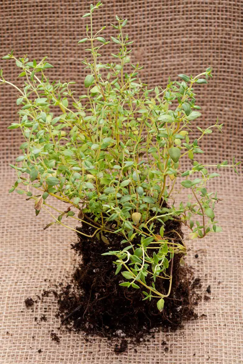 Una imagen vertical de cerca de una pequeña planta de Thymus vulgaris lista para ser trasplantada al jardín en una tela de arpillera.