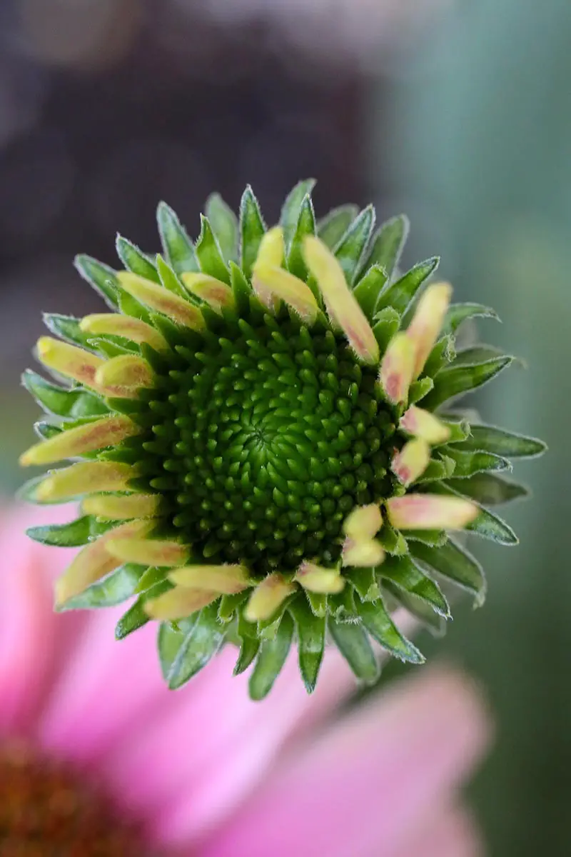 Una imagen vertical de primer plano de una flor cónica joven que no se ha formado completamente, representada en un fondo de enfoque suave.