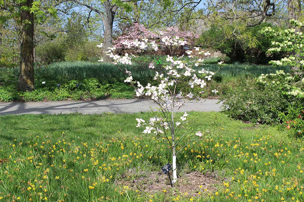 Una imagen horizontal de un cornejo joven que crece en un entorno similar a un parque.