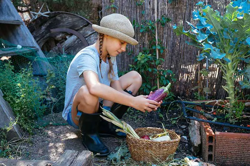 Una imagen horizontal de primer plano de un joven jardinero inspeccionando una berenjena recién cosechada del jardín.
