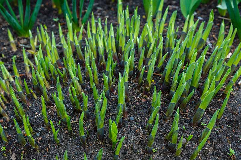Una imagen horizontal de primer plano de plantas jóvenes de hosta empujando a través de suelos ricos en primavera.