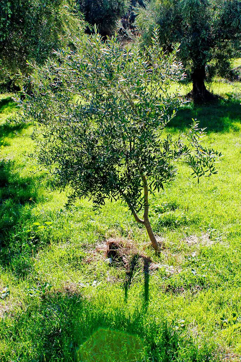 Un árbol joven de olivo que crece en un césped verde.