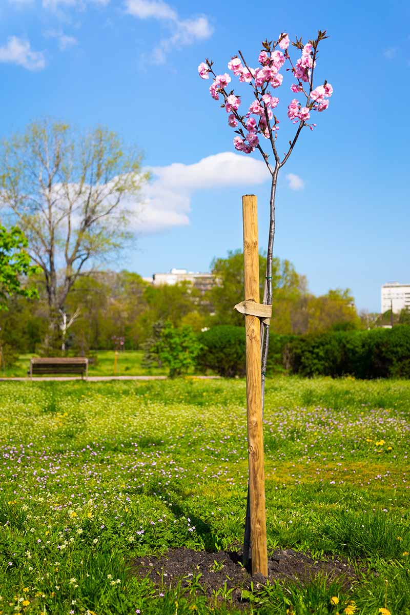 Una imagen vertical de un pequeño cerezo ornamental que crece en un parque con flores rosas que contrastan con el cielo azul en el fondo.