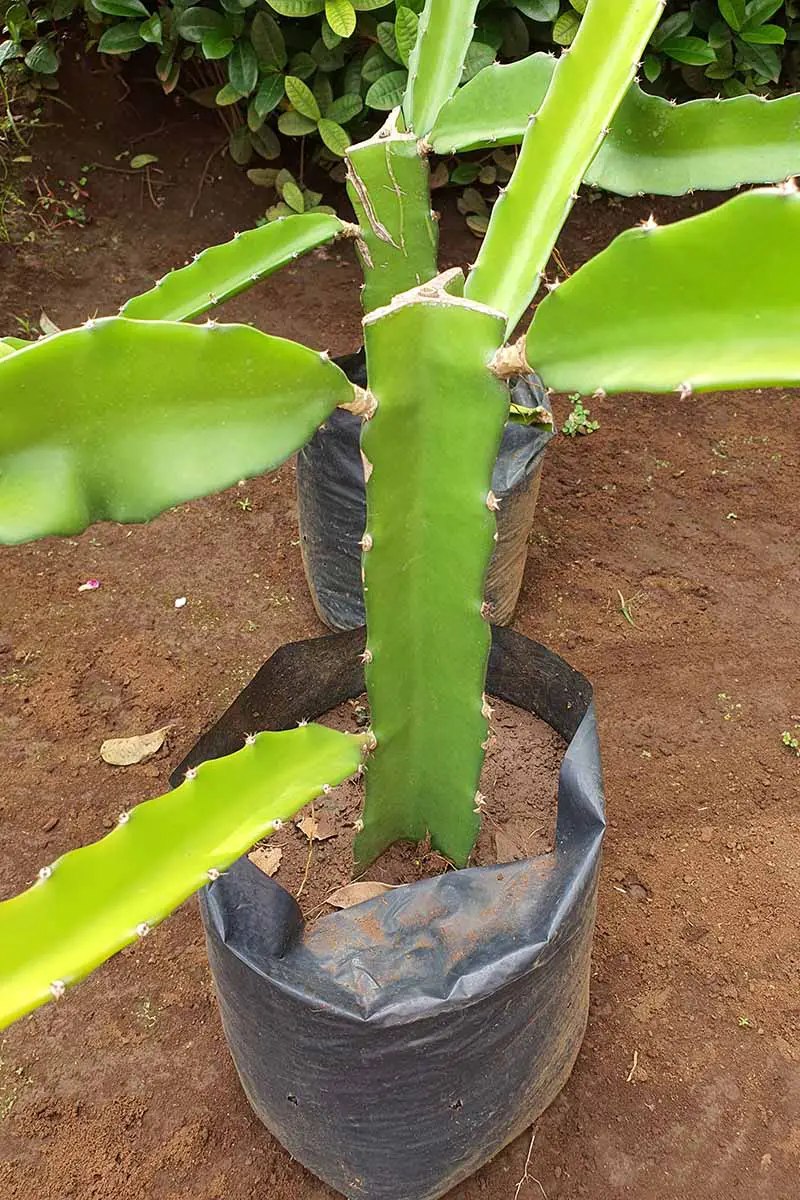 Una imagen vertical de plantas de pitahaya en bolsas de cultivo de plástico.
