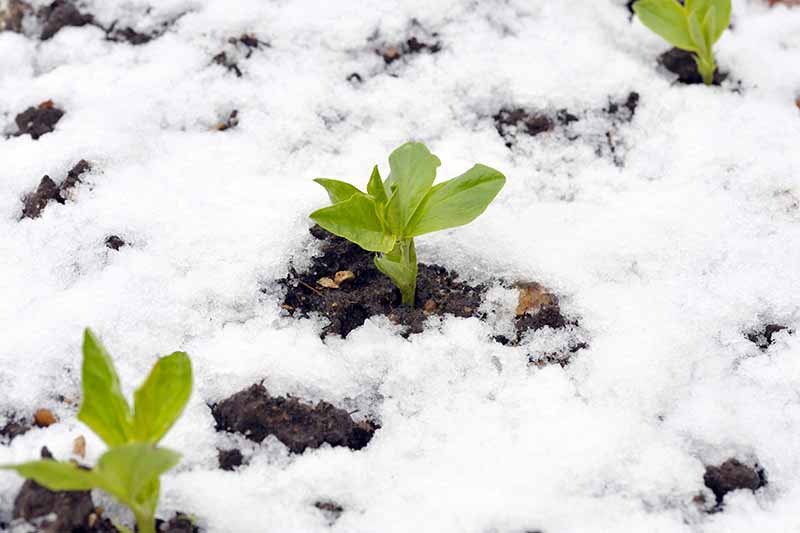 Tres plántulas plantadas al aire libre, con nieve a su alrededor, el suelo oscuro se puede ver en parches donde la nieve es menos profunda.
