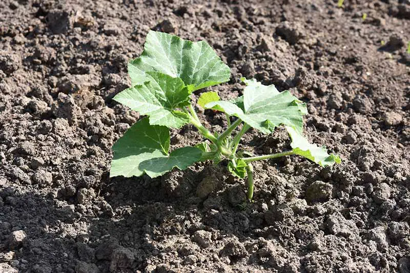 Un primer plano de una pequeña plántula de Cucurbita pepo que crece en un suelo rico en el jardín, a la luz del sol.