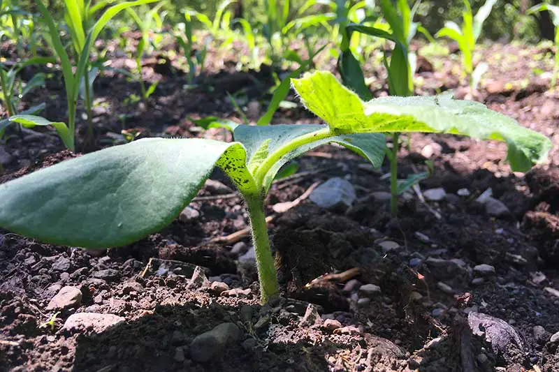 Un primer plano de una plántula de Cucurbita pepo que crece en el jardín a la luz del sol.