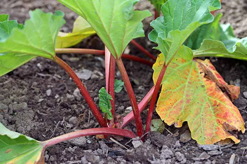 Un primer plano de una planta joven de Rheum rhabarbarum que crece en un suelo rico en el jardín, con hojas verdes brillantes y tallos rojos maduros.