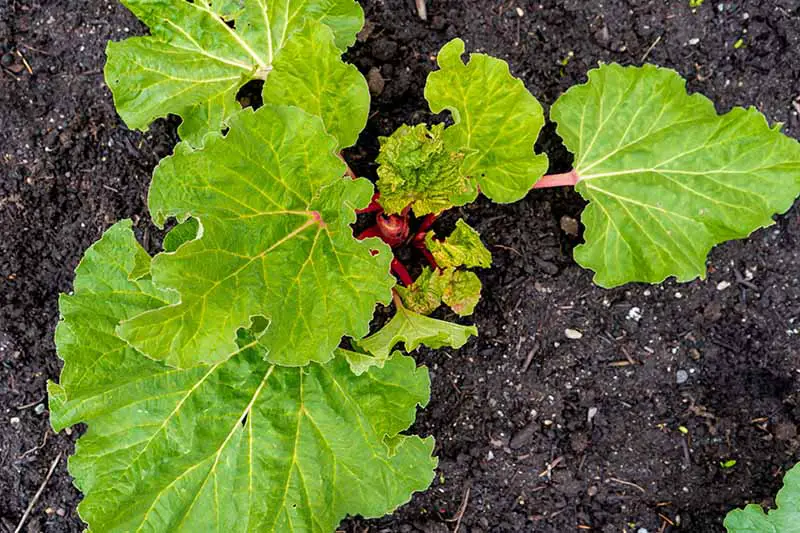 Una imagen de arriba hacia abajo de una planta joven de ruibarbo que crece en el jardín, con grandes hojas planas de color verde brillante y tallos rojizos, rodeada de tierra oscura, rica y húmeda.
