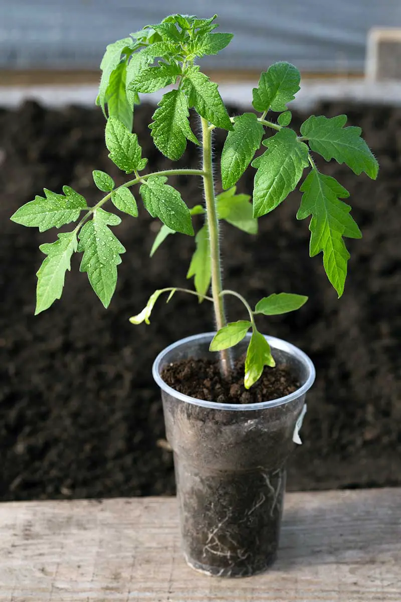 Una imagen vertical de cerca de una planta de tomate joven en una maceta pequeña lista para ser trasplantada al jardín sobre una superficie de madera.  En el fondo está el suelo en foco suave.