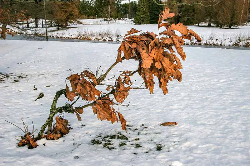 Una imagen horizontal de un árbol joven dañado por el frío en un paisaje nevado.