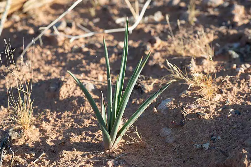 Una imagen horizontal de cerca de una pequeña planta de yuca que crece en suelo seco en el jardín.