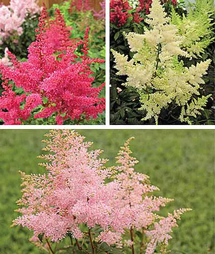 Un collage cuadrado de tres flores de astilbe diferentes, la parte inferior es rosa, la parte superior izquierda es roja, la parte superior derecha es blanca.