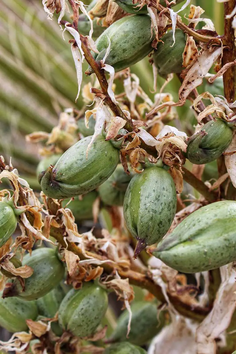 Una imagen vertical de cerca de las cabezas de semillas de una planta de yuca.