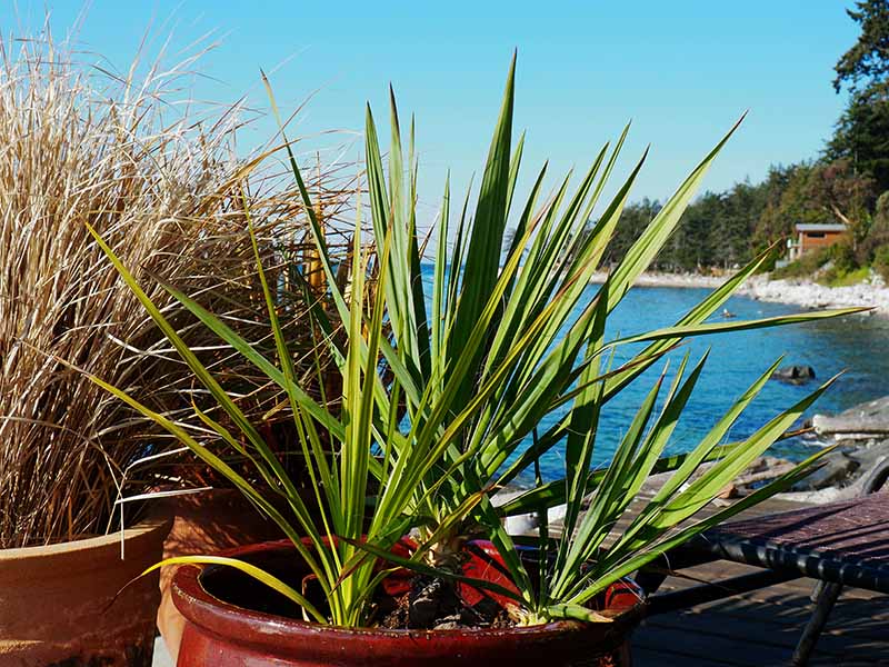 Una imagen horizontal de una planta de yuca que crece en una maceta de cerámica roja colocada al aire libre en una terraza con vista al océano.