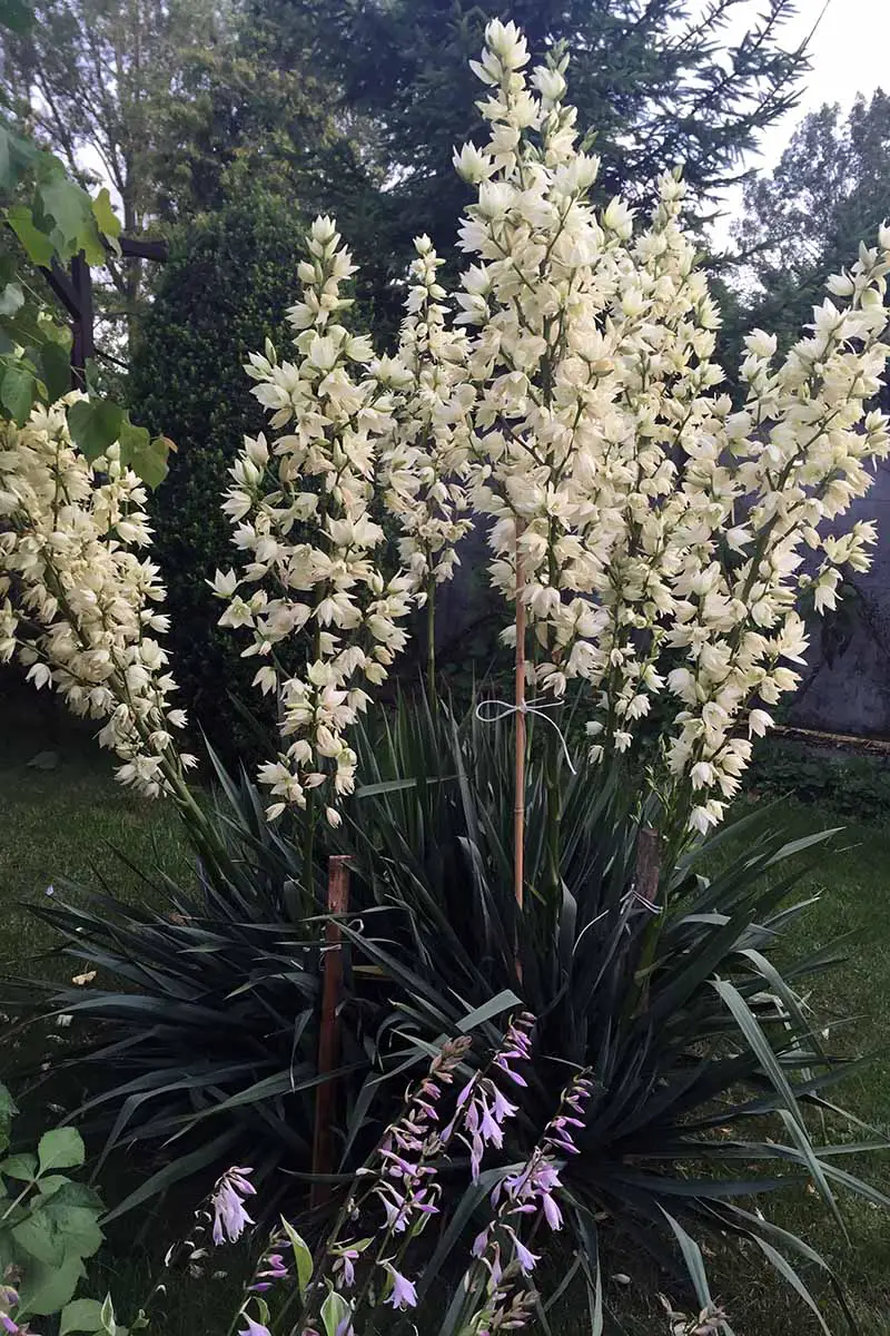 Una imagen vertical de una yuca de jabonera en plena floración que crece en el jardín.