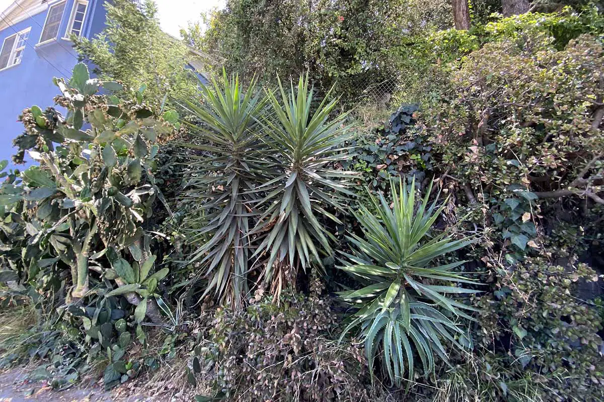 Una imagen horizontal de plantas de yuca que crecen en una plantación mixta en una ladera en California.