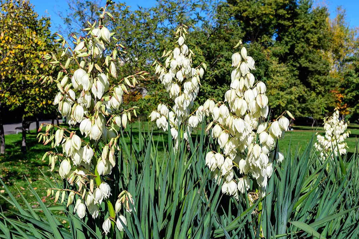 Una imagen horizontal de las delicadas flores blancas de Yucca filamentosa que crecen en el jardín fotografiadas bajo la luz del sol.