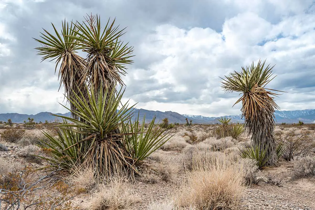 Una imagen horizontal de Yucca schidigera creciendo Tule Springs Fossil Beds.