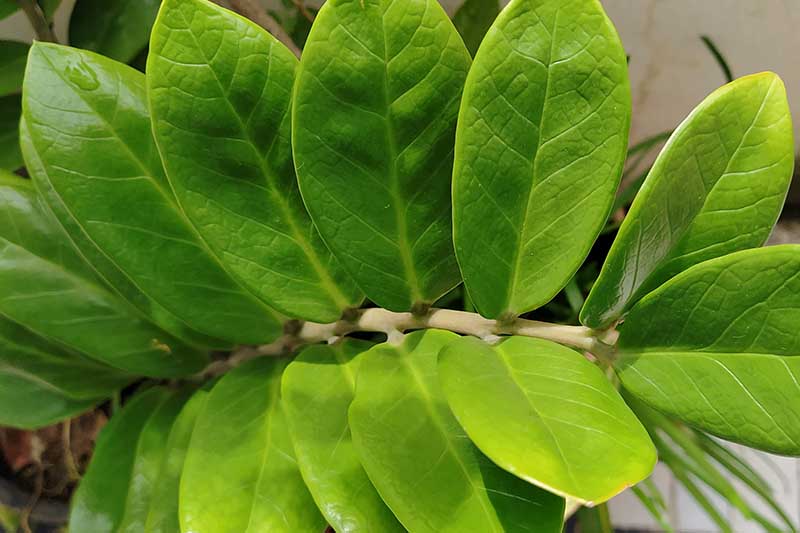 Una imagen horizontal de primer plano de las hojas verdes brillantes de Zamioculcas zamiifolia que crecen en interiores.