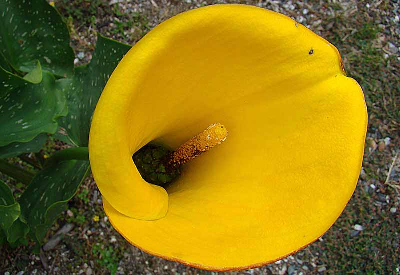 Una imagen horizontal de primer plano de una flor amarilla brillante Zantedeschia jucunda que crece en el jardín.