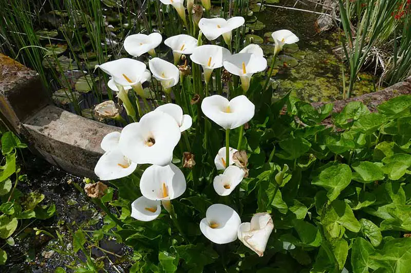 Una imagen horizontal de primer plano de las flores blancas de Zantedeschia odorata que crecen en un borde de jardín junto a un estanque.