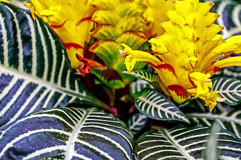Una imagen horizontal de cerca de Aphelandra squarrosa con hojas variegadas y flores de color amarillo brillante.