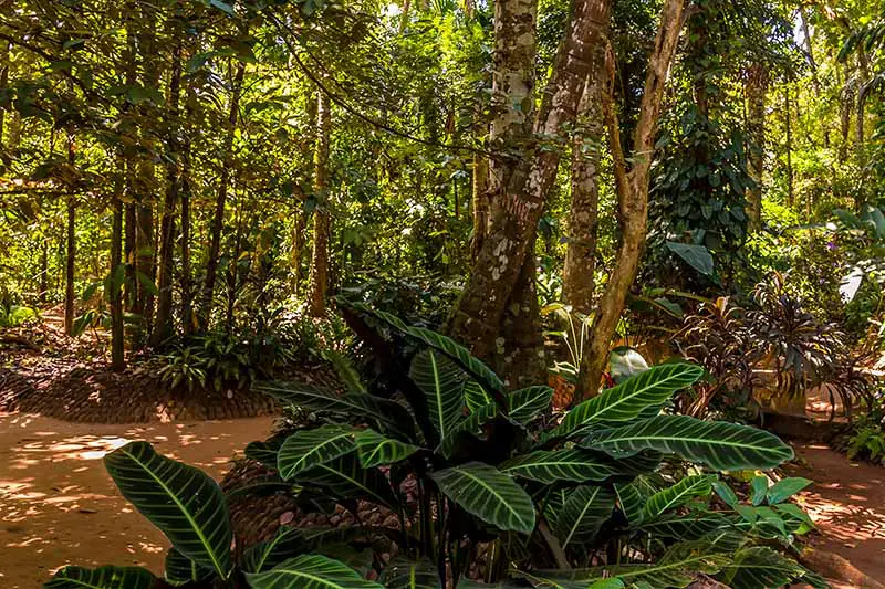 Una imagen horizontal de primer plano de una ubicación boscosa con una variedad de plantas suculentas tropicales que crecen en el sotobosque de los árboles.