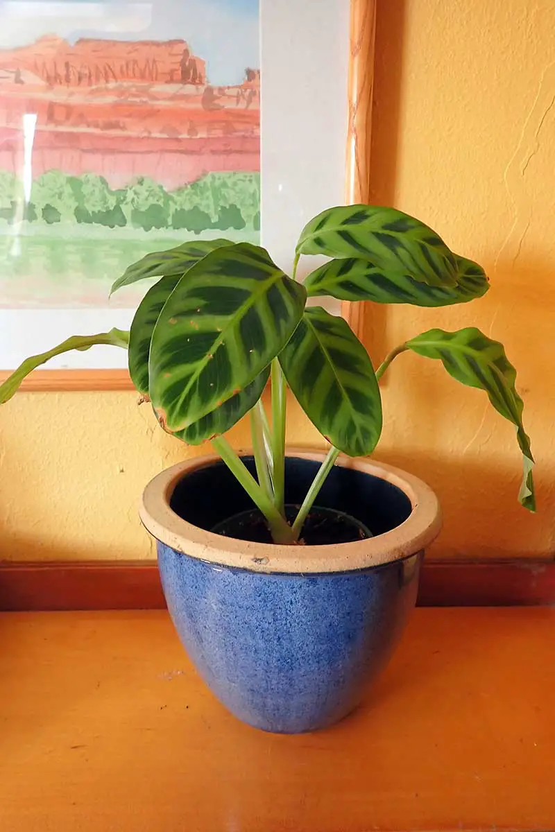 Una imagen vertical de cerca de una planta de Calathea zebrina que crece en una maceta de cerámica sobre una superficie de madera.