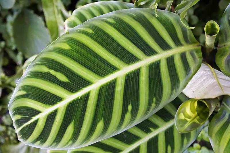 Una imagen horizontal de primer plano de una planta de Goeppertia zebrina con follaje abigarrado de color verde claro y oscuro en un fondo de enfoque suave.