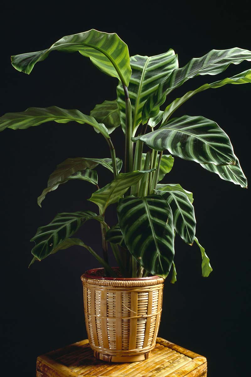 Una imagen vertical de cerca de una planta de oración de Goeppertia zebrina que crece en una maceta decorativa colocada en un puesto de plantas y representada en un fondo oscuro de enfoque suave.