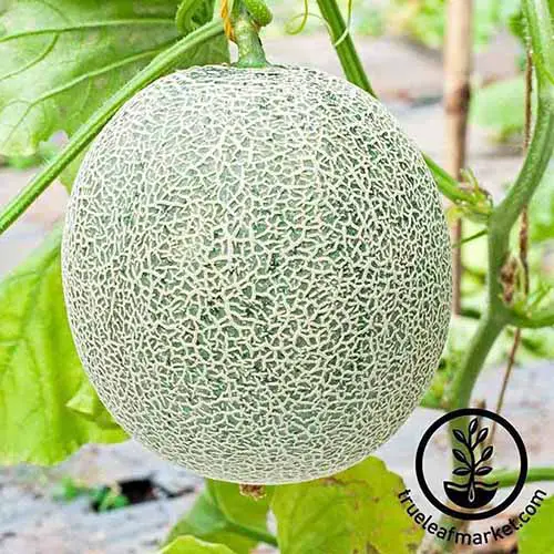 Imagen de primer plano cuadrado de un melón 'Zena' que crece en vides verdes con grandes hojas verdes.  Melon tiene una red de color canela con un tono verde de la cáscara visible en los espacios.