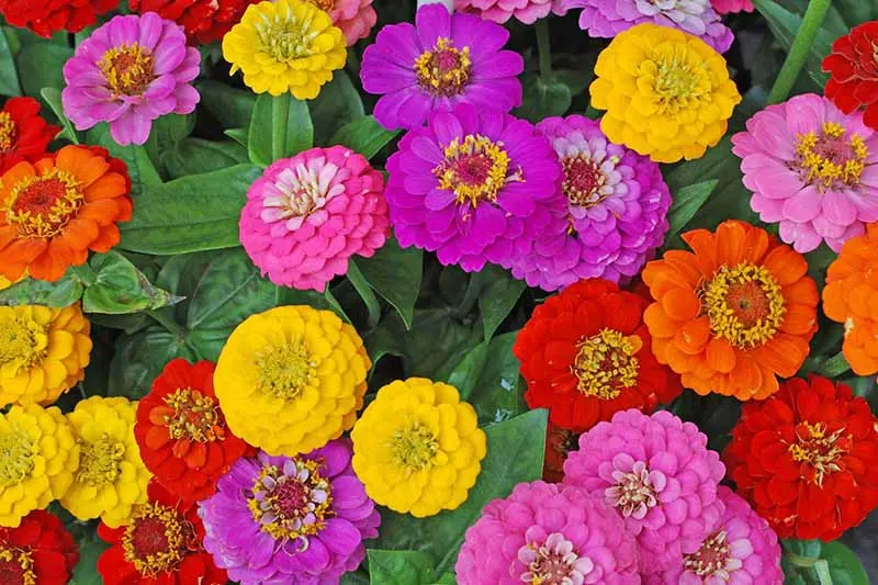 Una imagen horizontal de primer plano de coloridas flores anuales que crecen en masa en el jardín de verano.