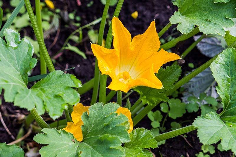 Un primer plano de una flor de calabacín macho que crece en la planta en el jardín sobre un fondo de enfoque suave.