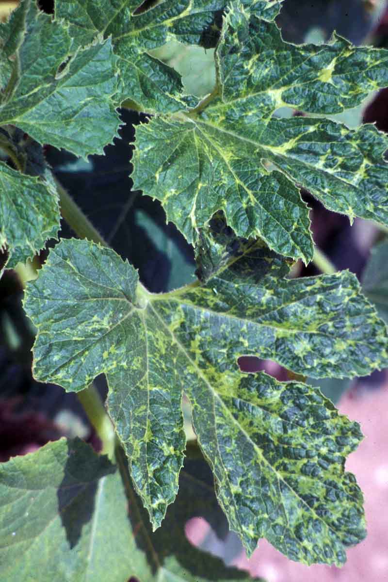 Una imagen vertical de cerca de las hojas de una planta de calabacín que sufre del virus del mosaico que causa decoloración y moteado.
