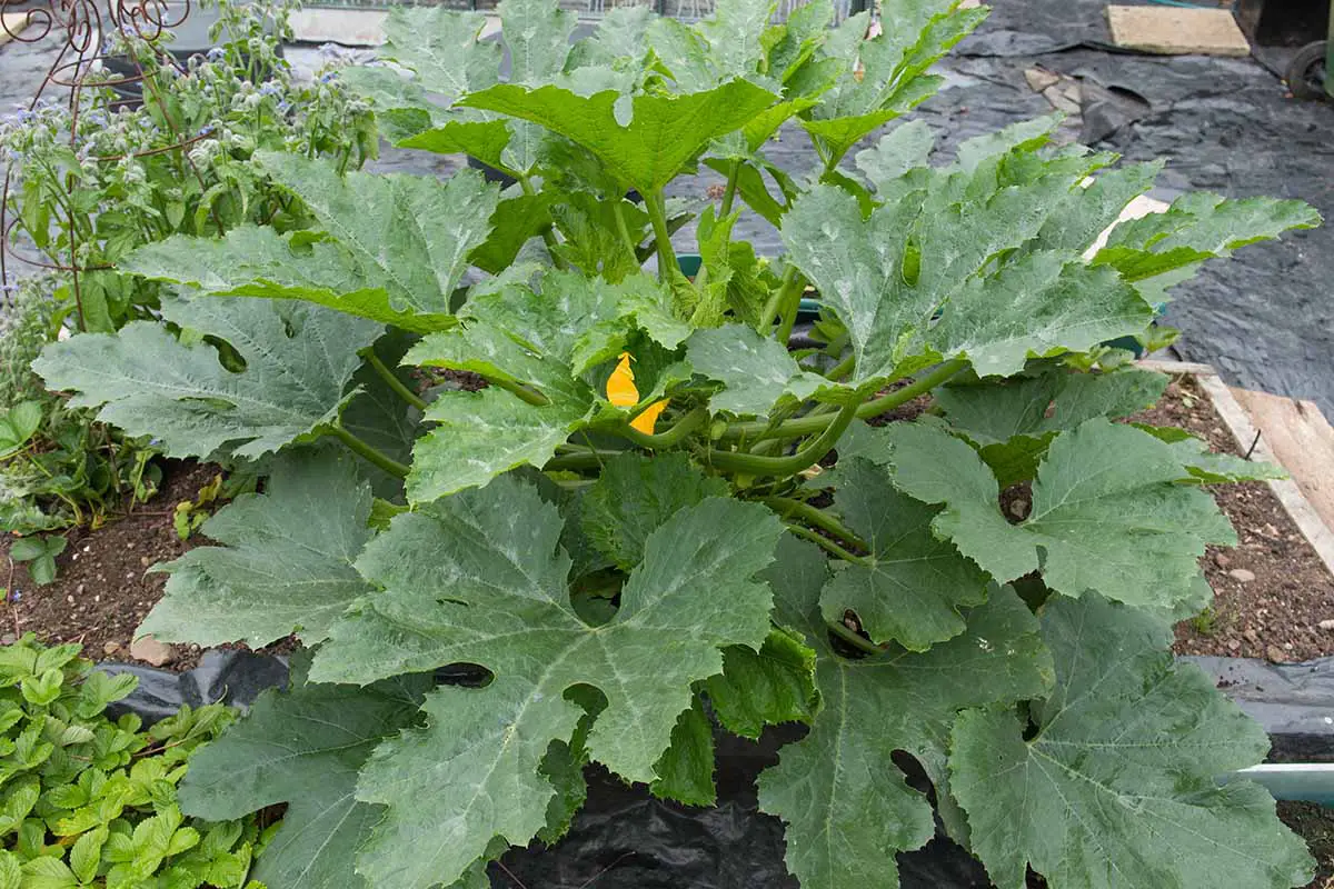 Una imagen horizontal de primer plano de una gran planta de calabacín que crece en un jardín de lecho elevado.