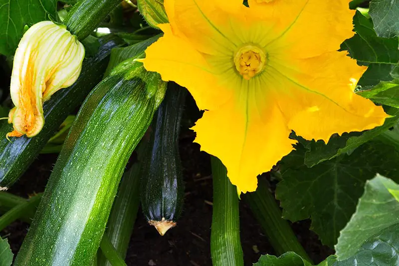 Un primer plano de una planta de calabaza sana que crece en el jardín con frutos de color verde oscuro y flores de color amarillo brillante.