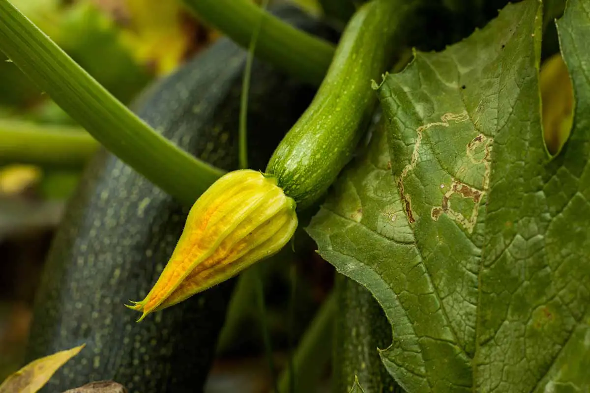 Una imagen horizontal de primer plano de una planta de calabacín con una fruta madura e inmadura que crece en el jardín.