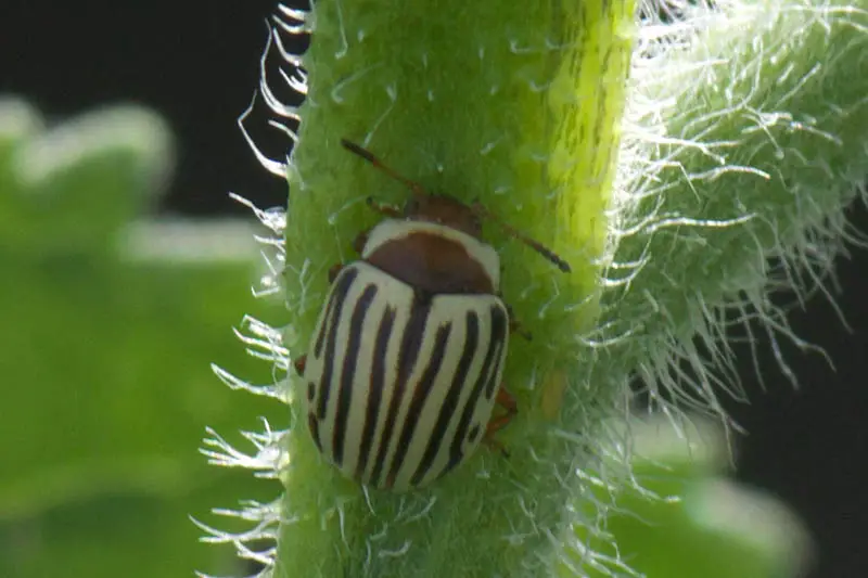 Un primer plano de un pequeño escarabajo rayado que se alimenta del tallo verde de una planta, representado en un fondo de enfoque suave.