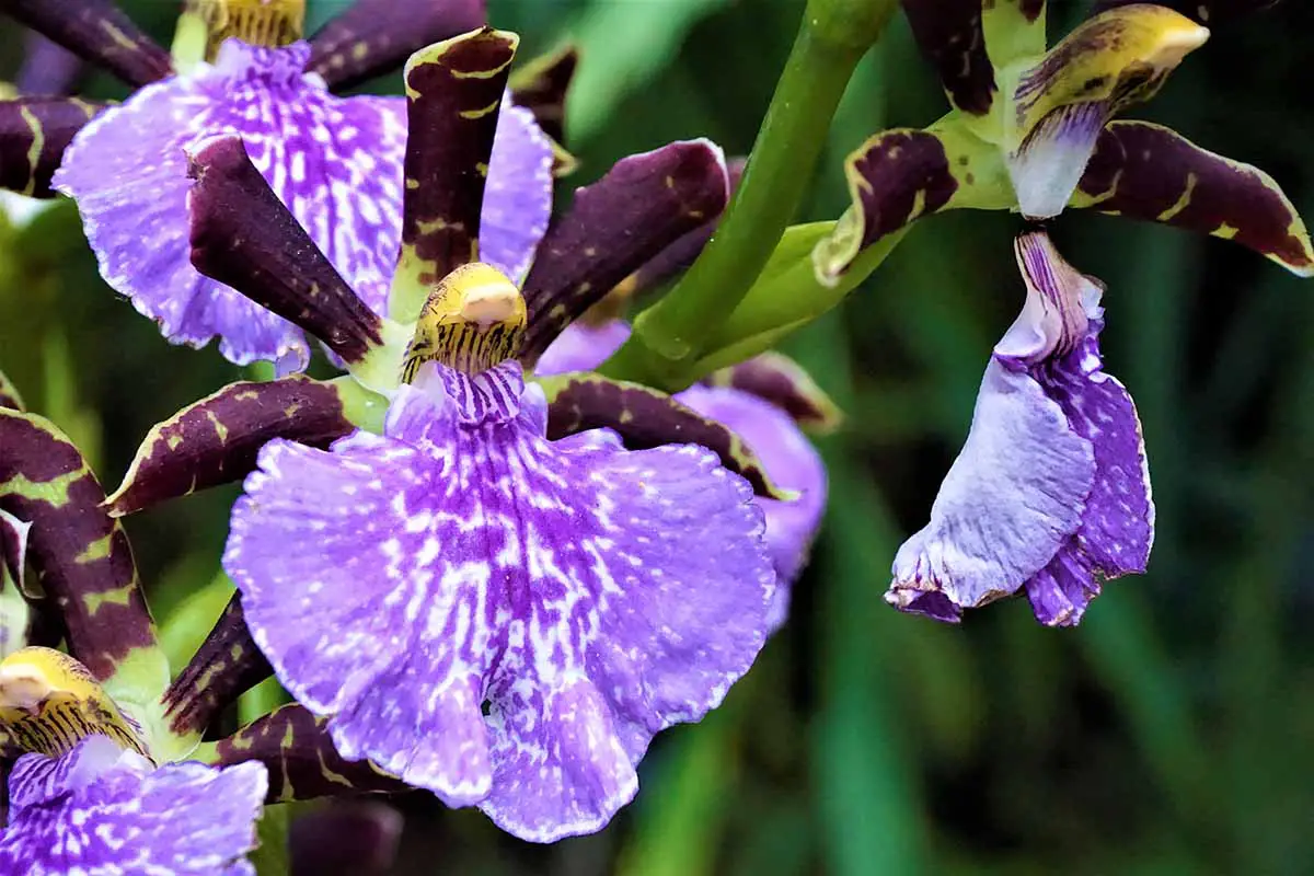 Una imagen horizontal de primer plano de flores de orquídeas Zygopetalum sanderae bicolor púrpura y blanco representadas en un fondo oscuro.