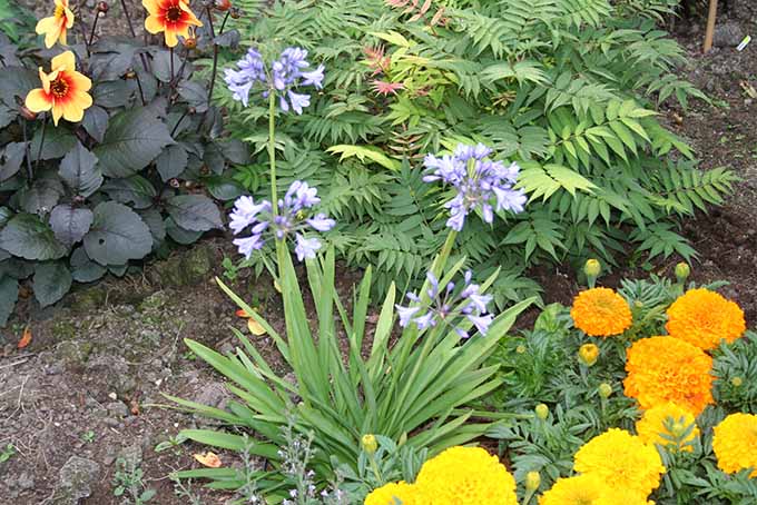 Una escena de jardín con Agapanthus 'Lilliput' y sus delicadas flores lilas creciendo entre otras flores y arbustos ornamentales.