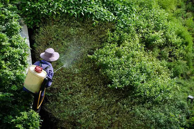Una imagen de arriba hacia abajo de un jardinero aplicando fertilizante químico de un rociador de mochila.